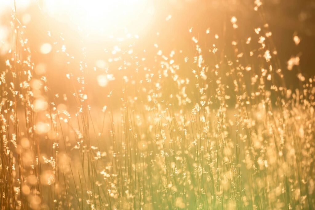 Sunlight streaming through grains representing finding inner strength despite chronic illness.